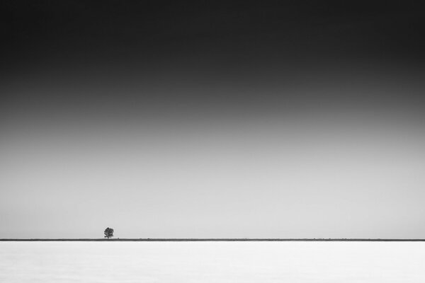 Un albero in mezzo al campo