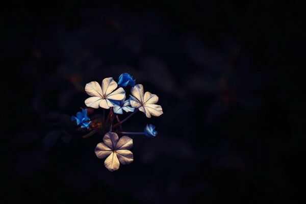 A small bouquet of flowers on a black background