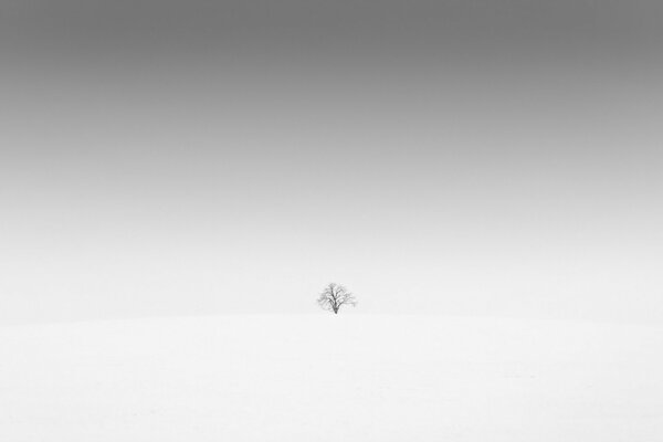 Foto de un árbol solitario en un campo cubierto de nieve