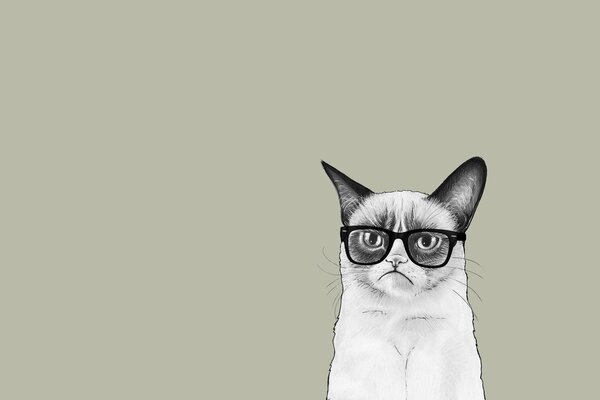 Schwarze und weiße böse Katze mit Brille