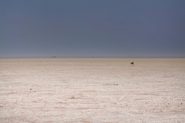 Roe deer in the desert from afar