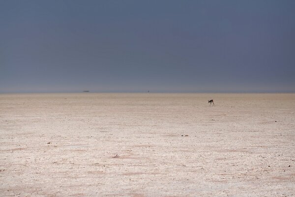 Chevreuil dans le désert de loin