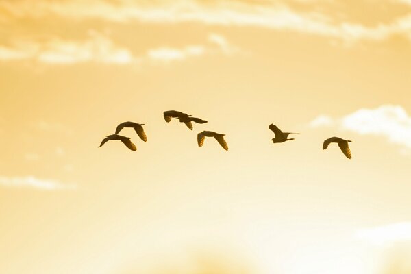 Una bandada de pájaros vuela en el hermoso cielo