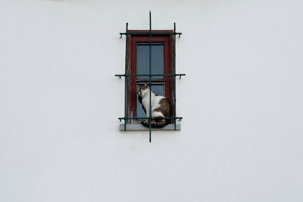 Weiße Katze sitzt im Fenster