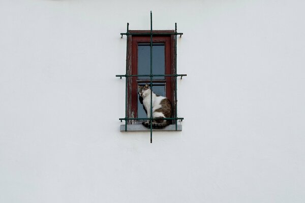 Gatto bianco seduto nella finestra