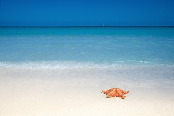 Seestern am Strand am Meer