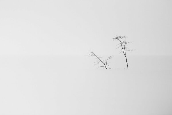 Paisaje minimalista nevado. Dos árboles en la nieve