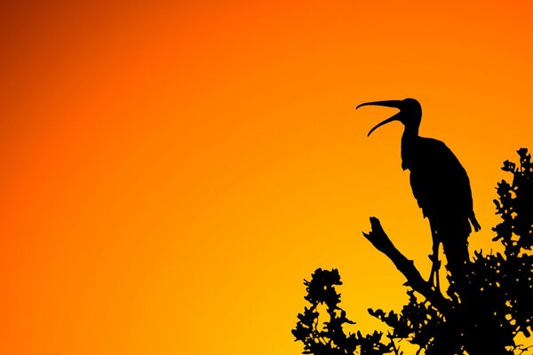 Silhouette d un oiseau sur une branche