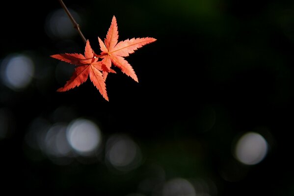 Deux feuilles sur fond de reflets