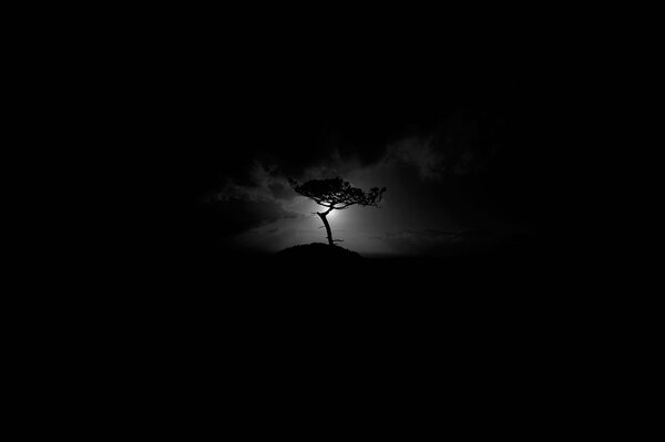 Arbre sombre dans un faisceau de lumière sur fond noir