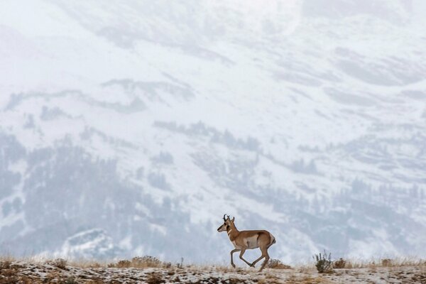 Hirsch vor dem Hintergrund der schneebedeckten Berge