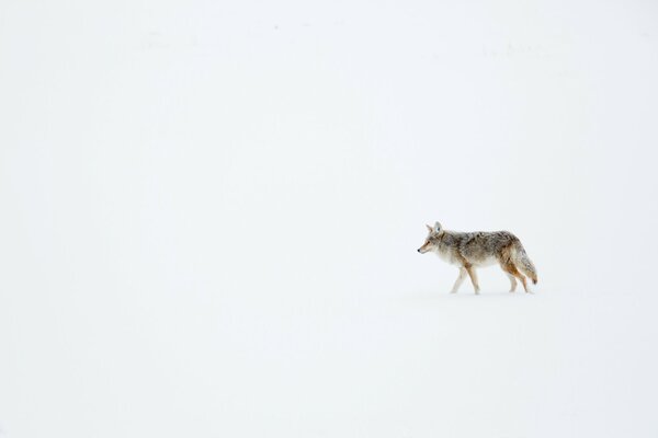 Coyote walks in the snow, everything is covered in snow