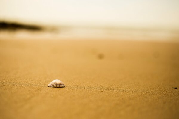 Seashell on a sandy beach