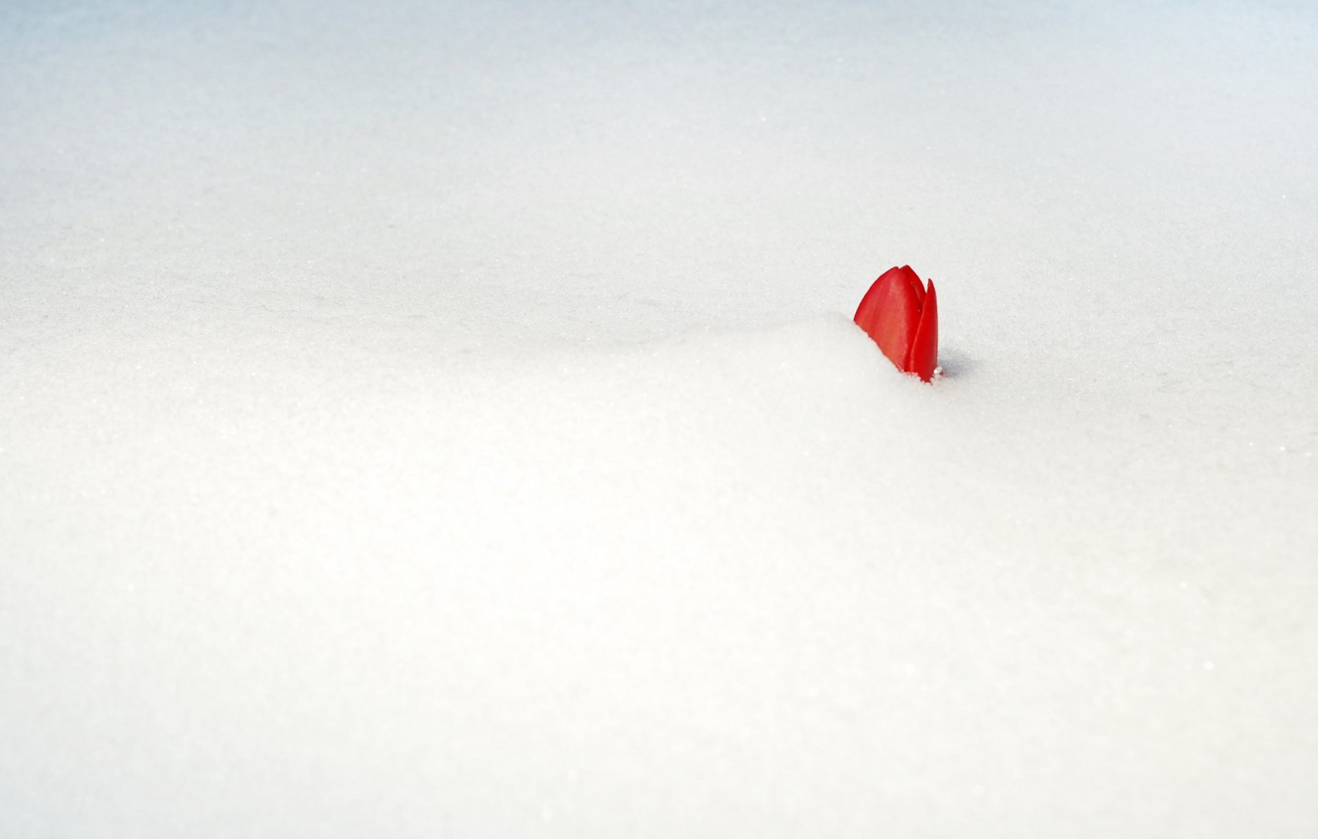 nieve flor tulipán brote rojo