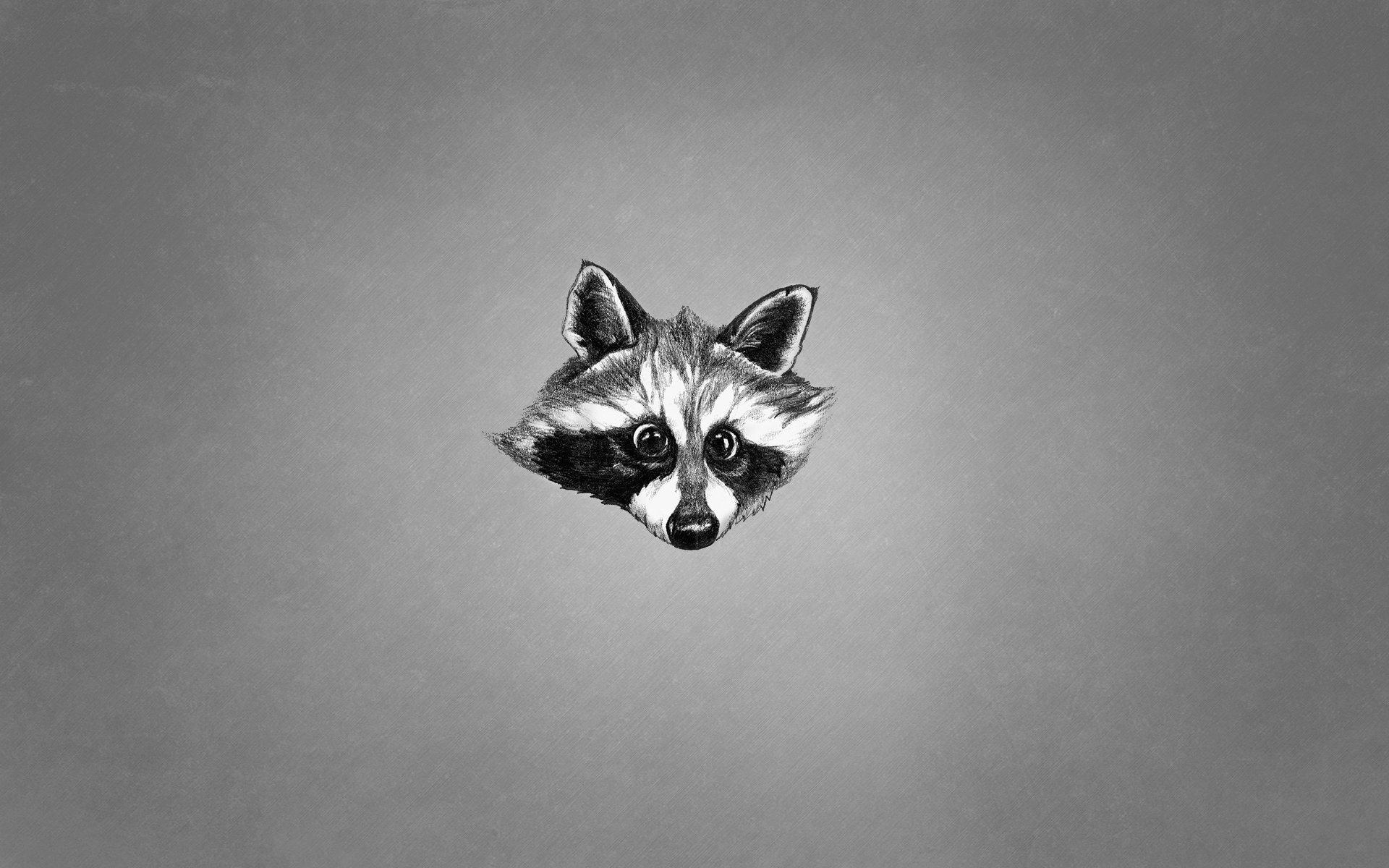 animals face raccoon black and white minimalism