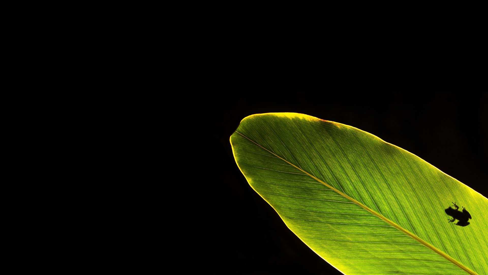 fond sombre feuille grenouille silhouette