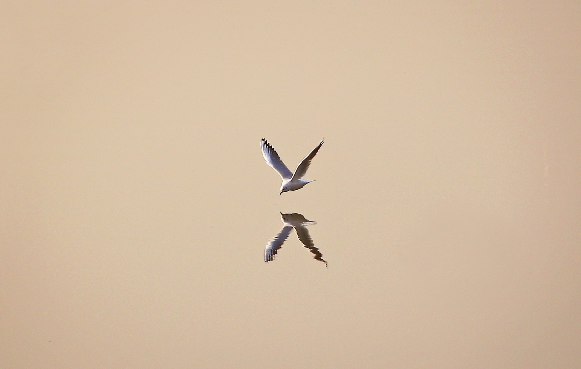 water seagull reflection