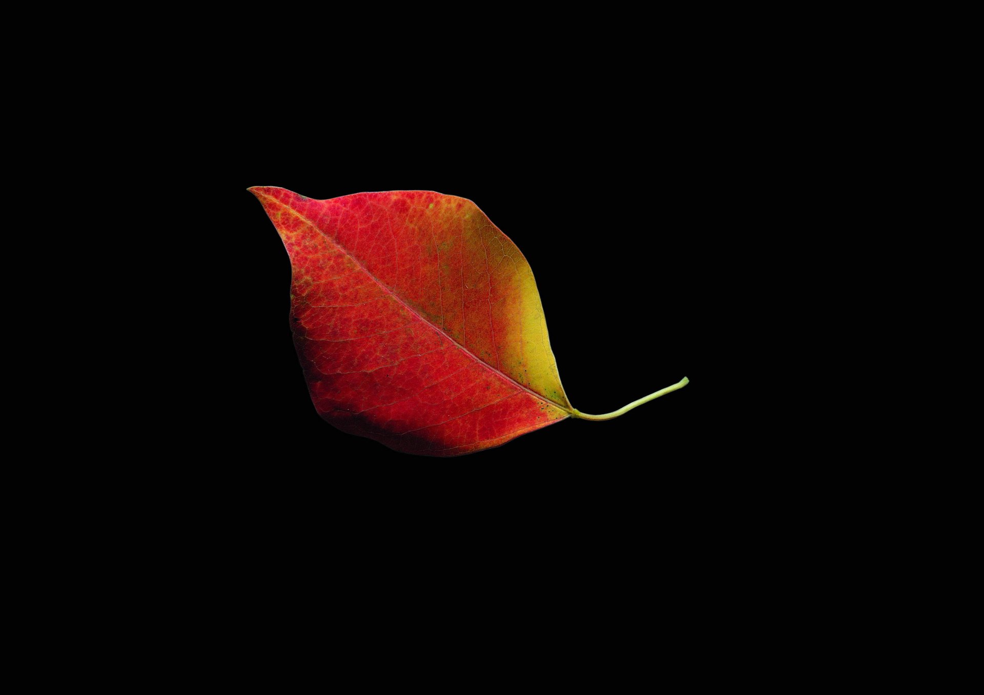 blatt herbst hintergrund