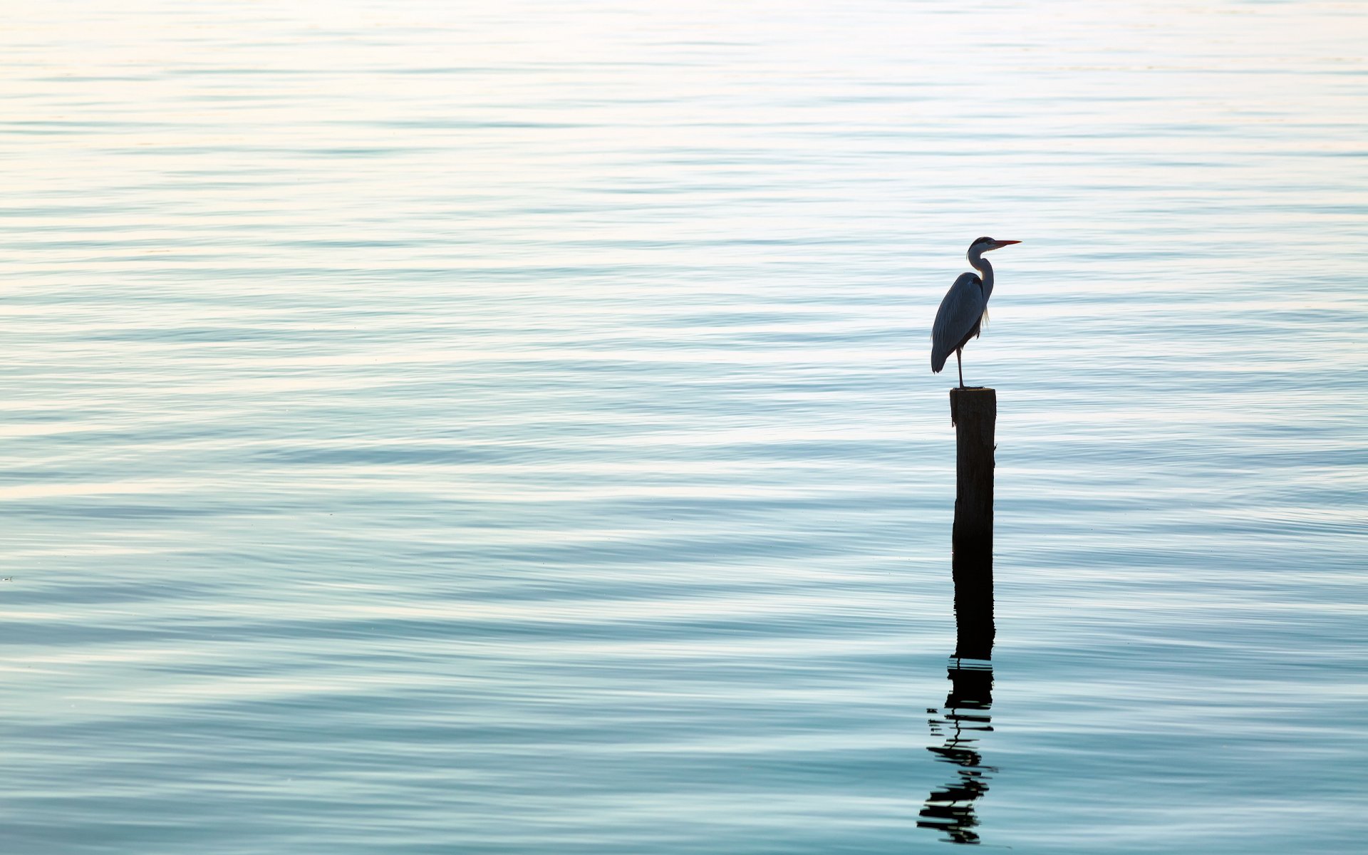 oiseau eau nature