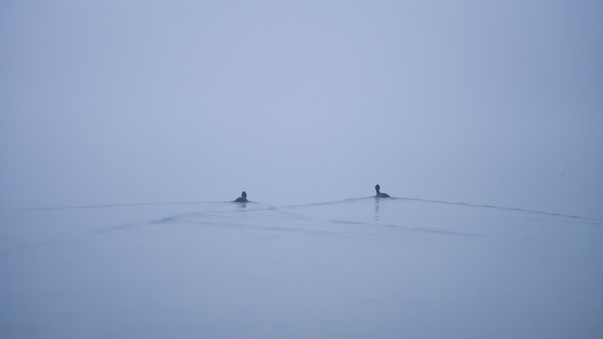 lac canards brouillard minimalisme