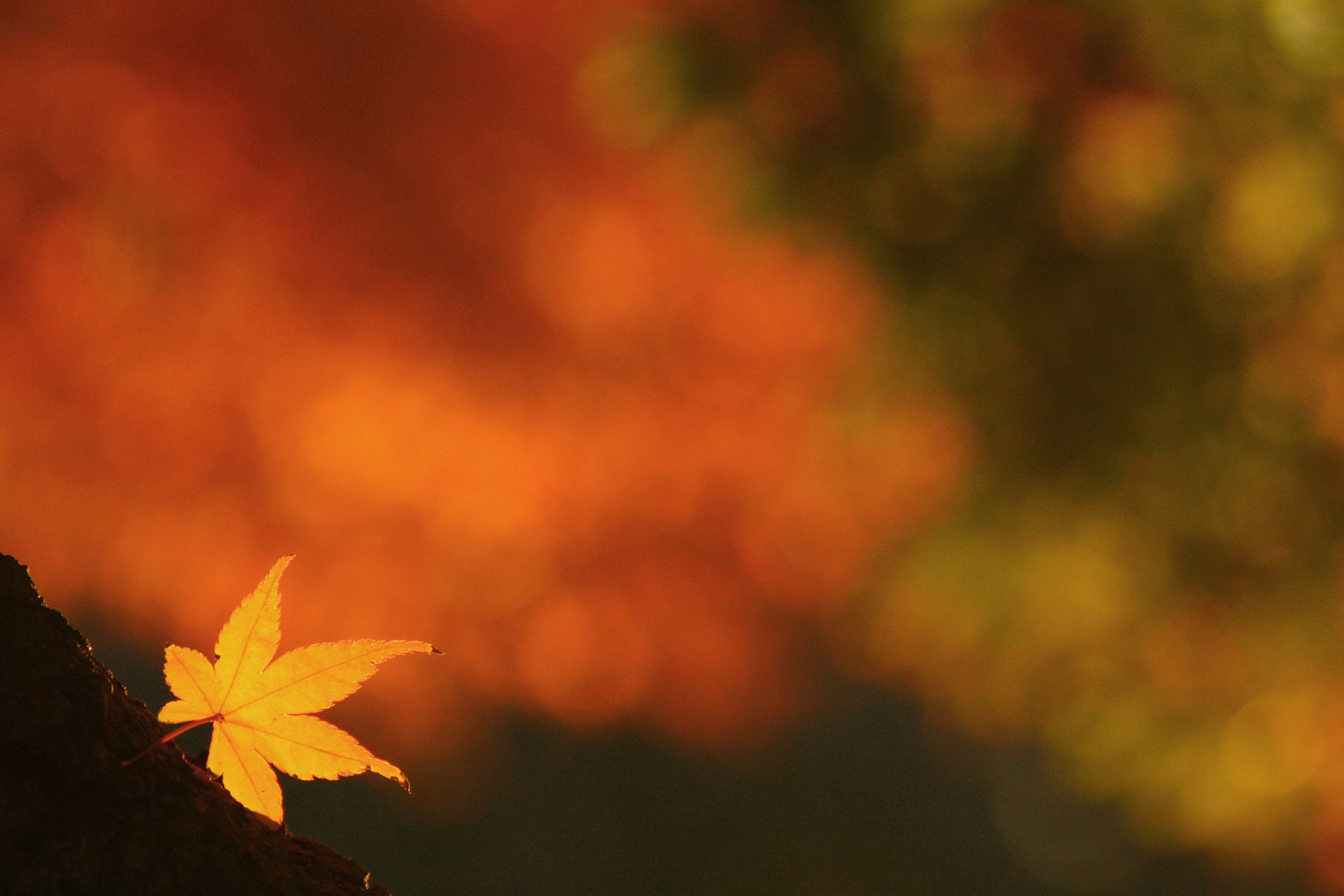 feuille jaune automne fond éblouissement