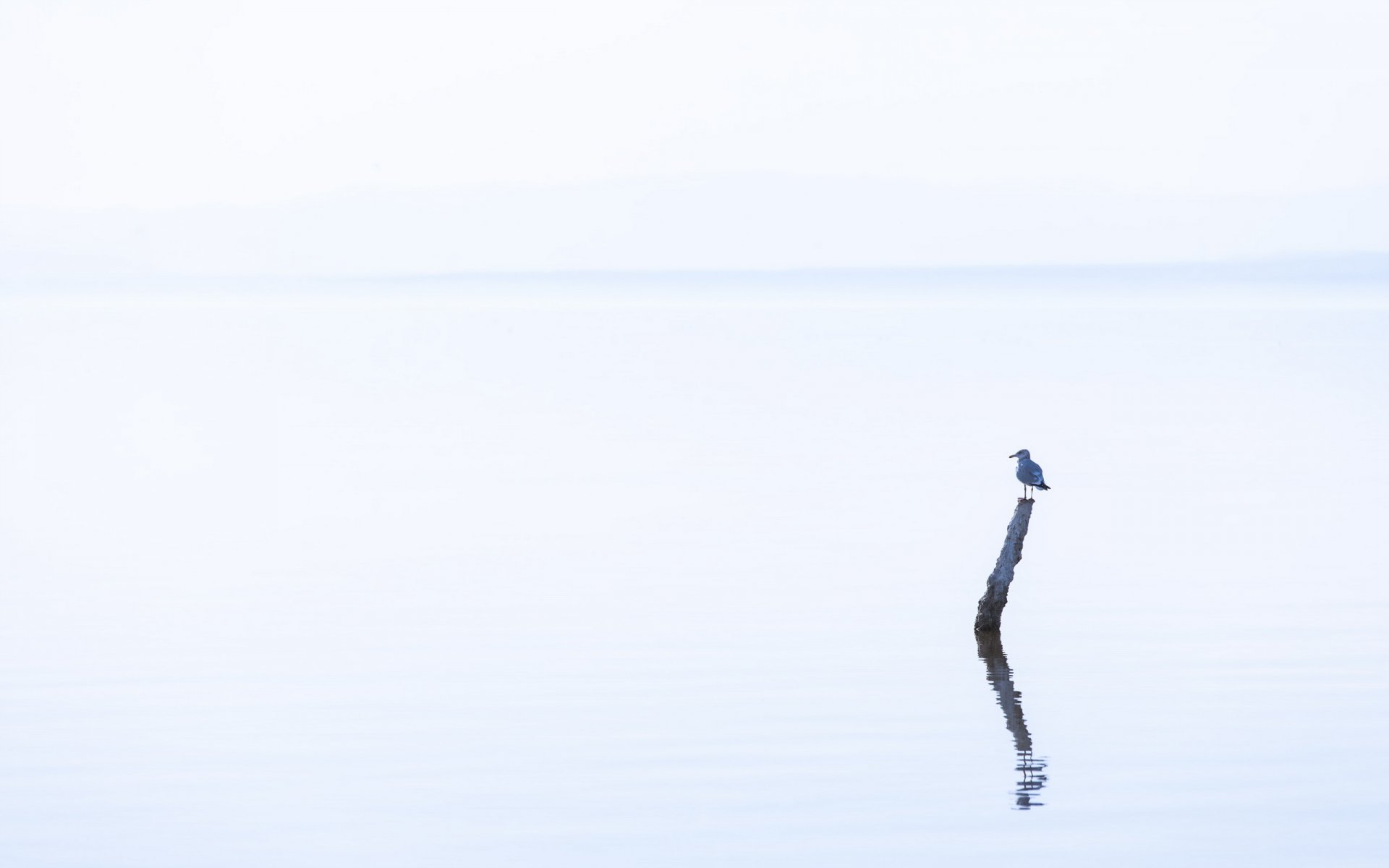 lake poultry minimalism