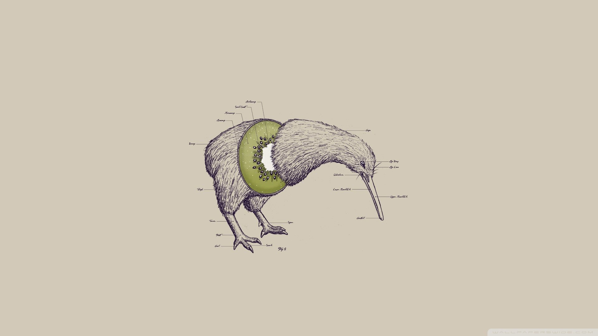 kiwi oiseau pas d ailes bec pattes tête