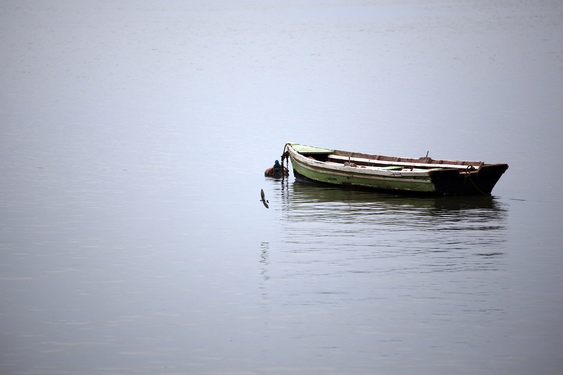 acqua barca uccello calma