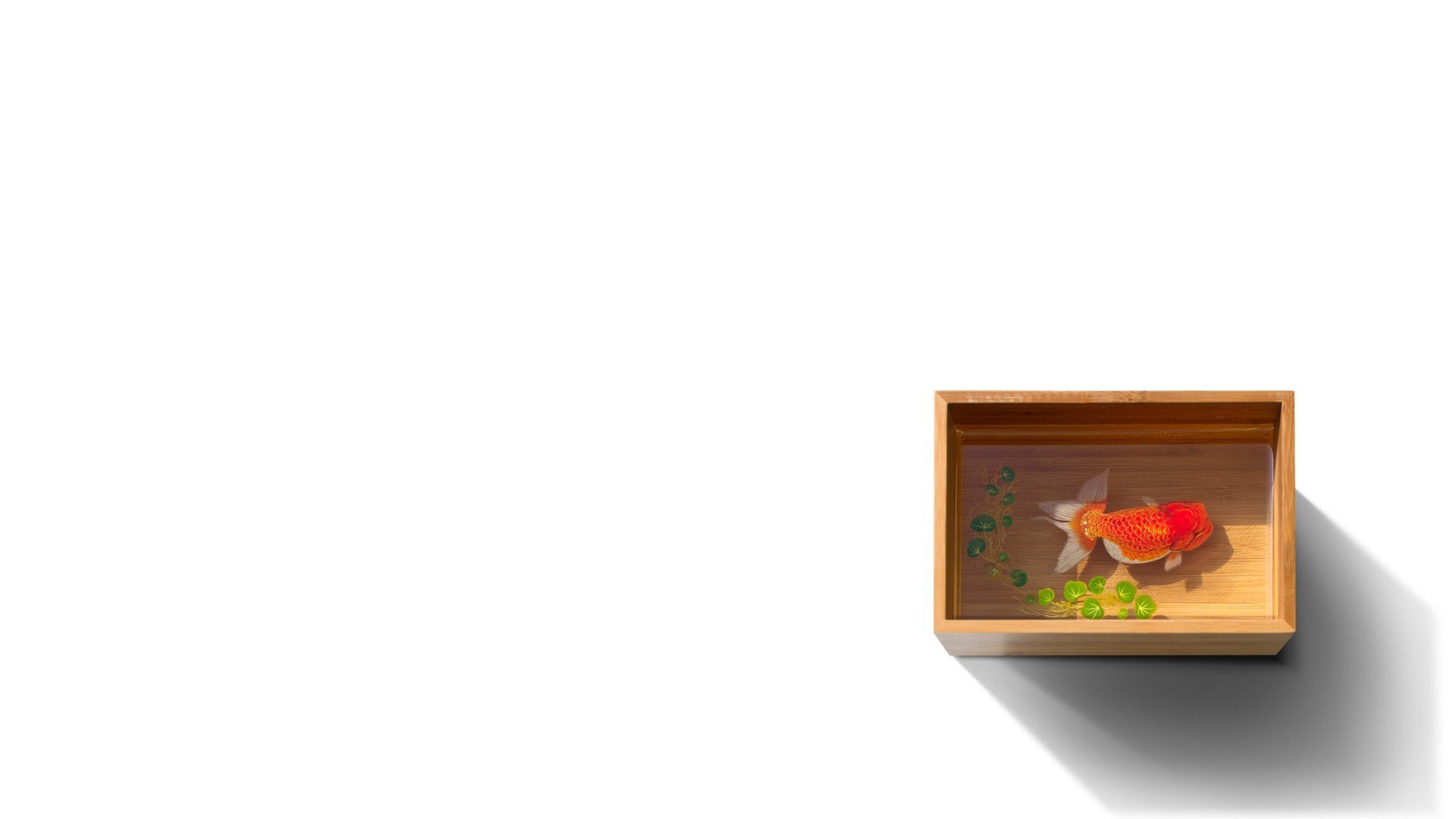 white background fish goldfish duckweed water box box