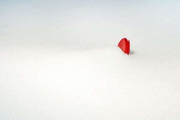 Red tulip bud covered with snow