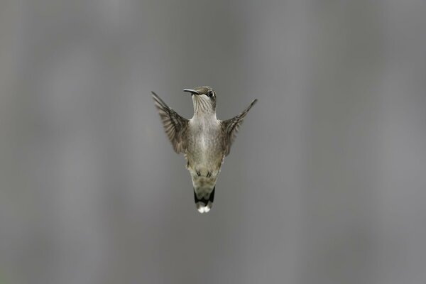 The flap of the wings of a small bird