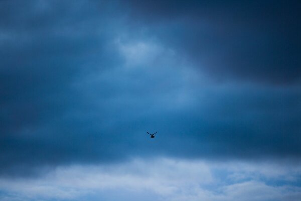 Fotografía de un pájaro en el cielo azul