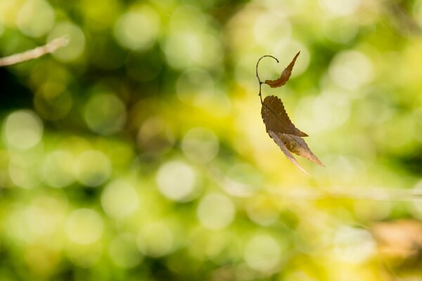 An autumn leaf is swaying in the wind