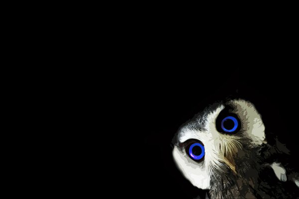 Hibou avec des yeux bleus sur fond noir