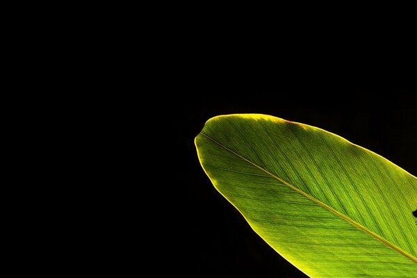 Minimalism on a dark background green leaf and frog silhouette