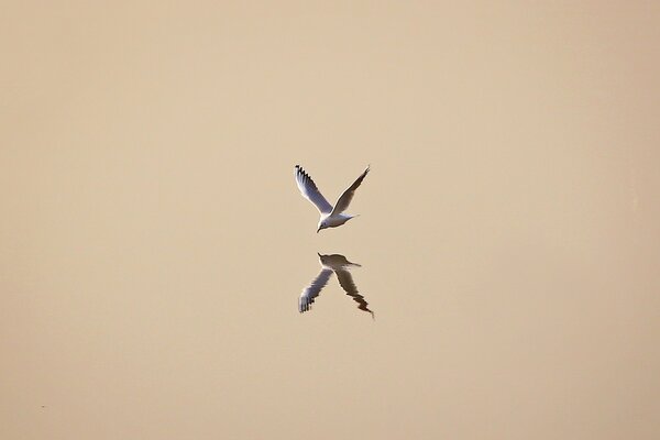 Reflection of a seagull bird in the water