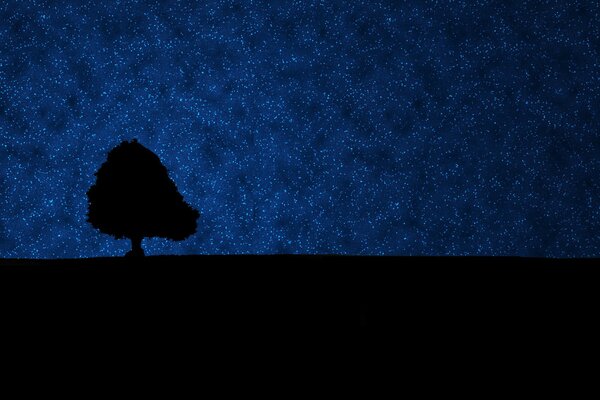 Silhouette of a tree against the sky in the dark