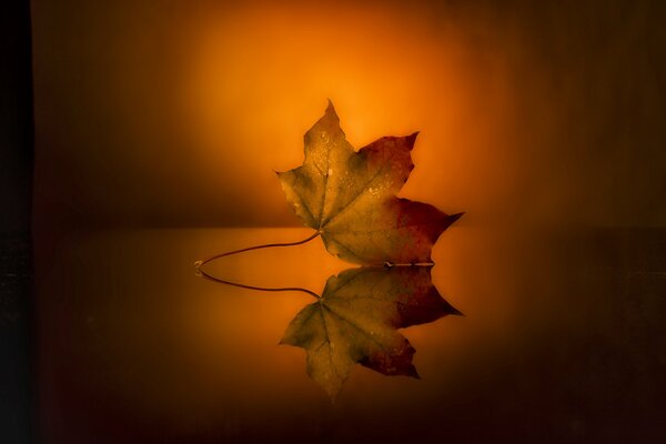 Hoja de otoño en el reflejo del agua