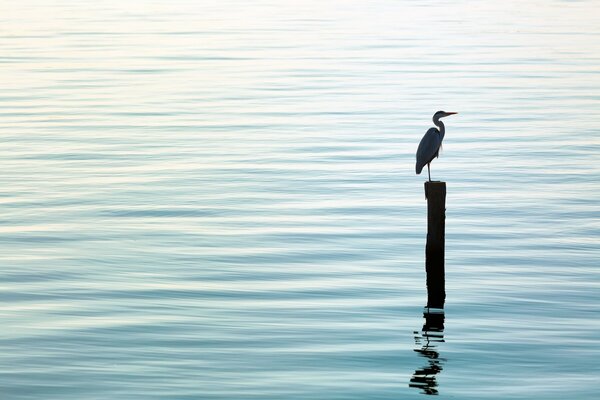 A bird on a pole sits in the sea