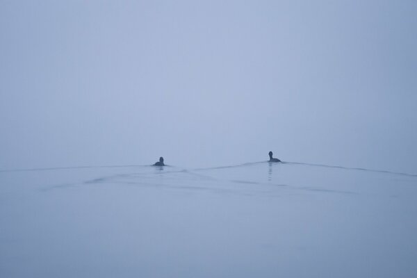 Enten schwimmen im See im Nebel