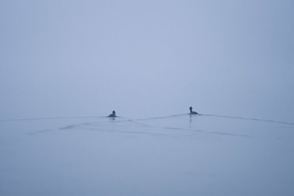 Ducks swim in the lake in the fog