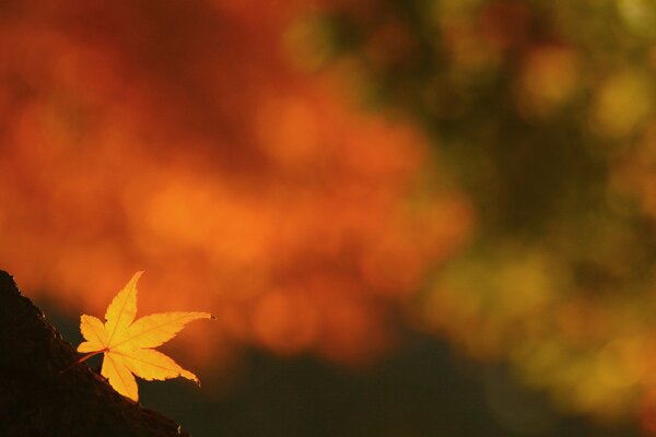 Yellow maple leaf on a tree