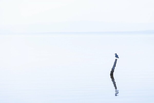 Einsamer Vogel setzte sich im See auf einen Stock