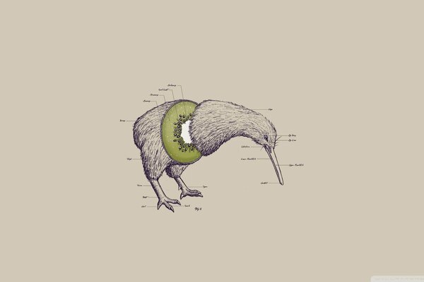 Uccello kiwi senza ali con la testa abbassata