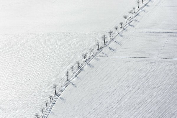 Photo minimaliste des arbres le long de la route dans le champ de neige. Vue de dessus