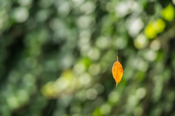 Hoja de otoño en una tela de araña en el estilo de minimalismo