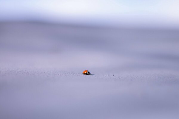 Petite coccinelle sur fond flou