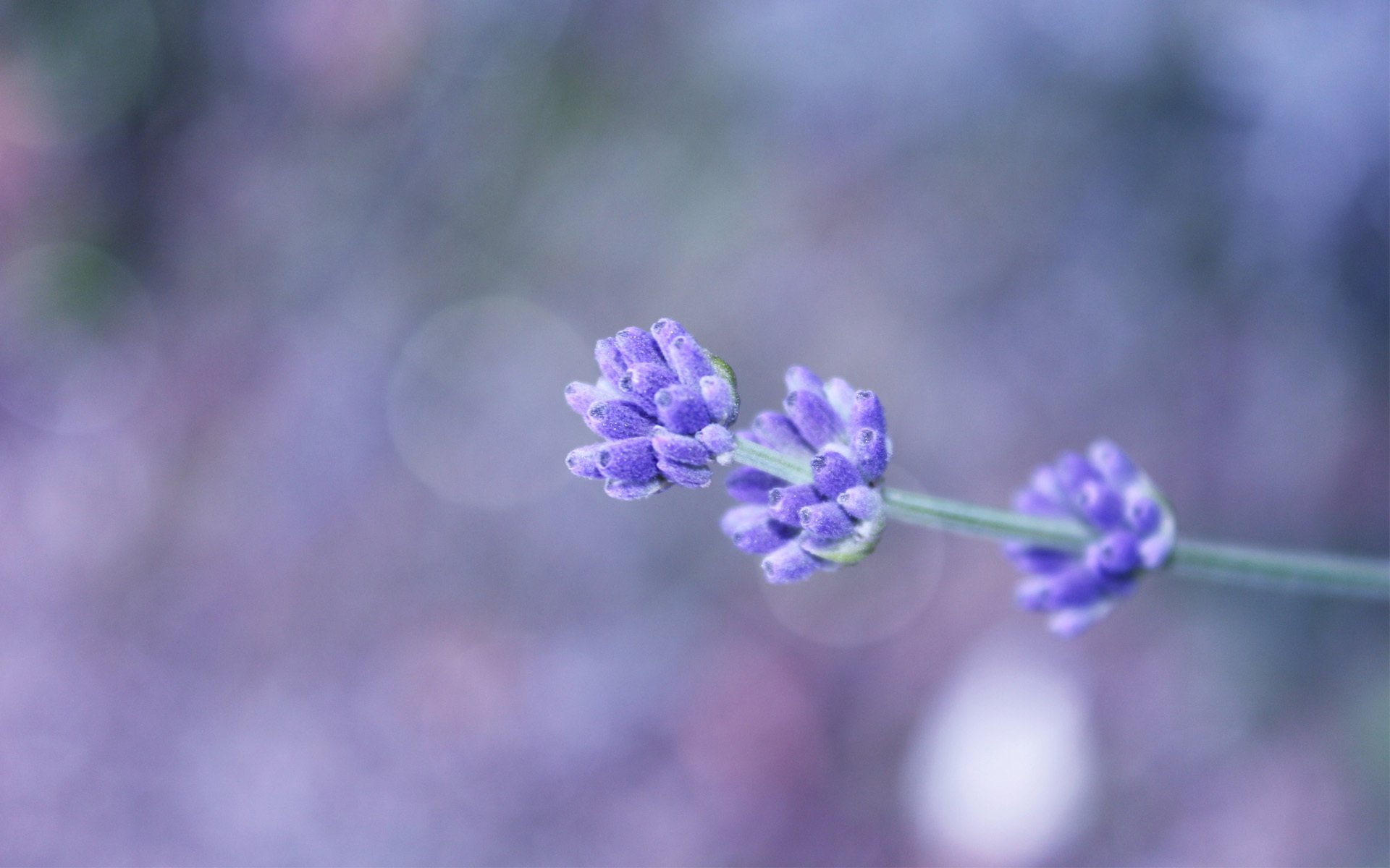 fondo lila flor campo ramita bokeh