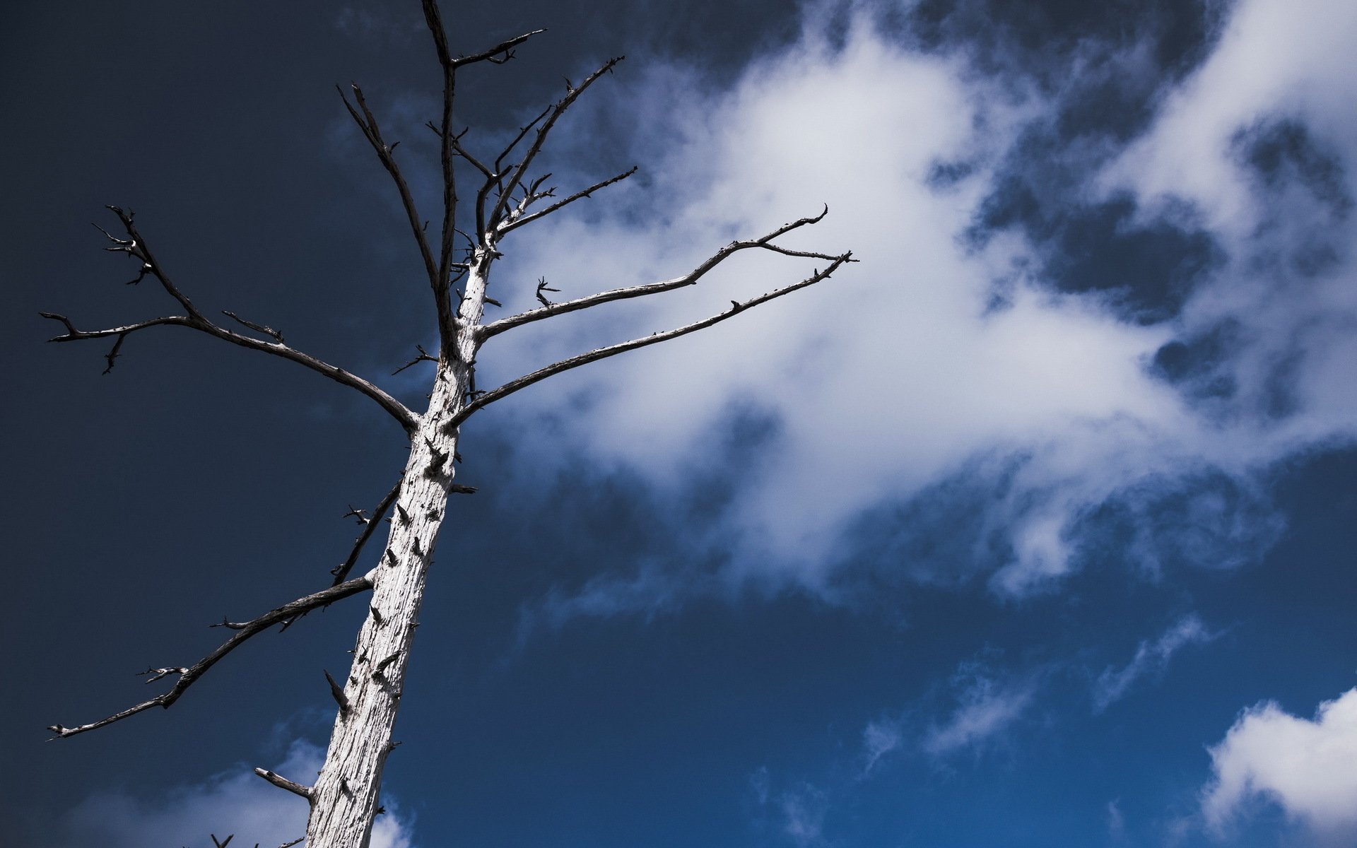 arbre ciel minimalisme