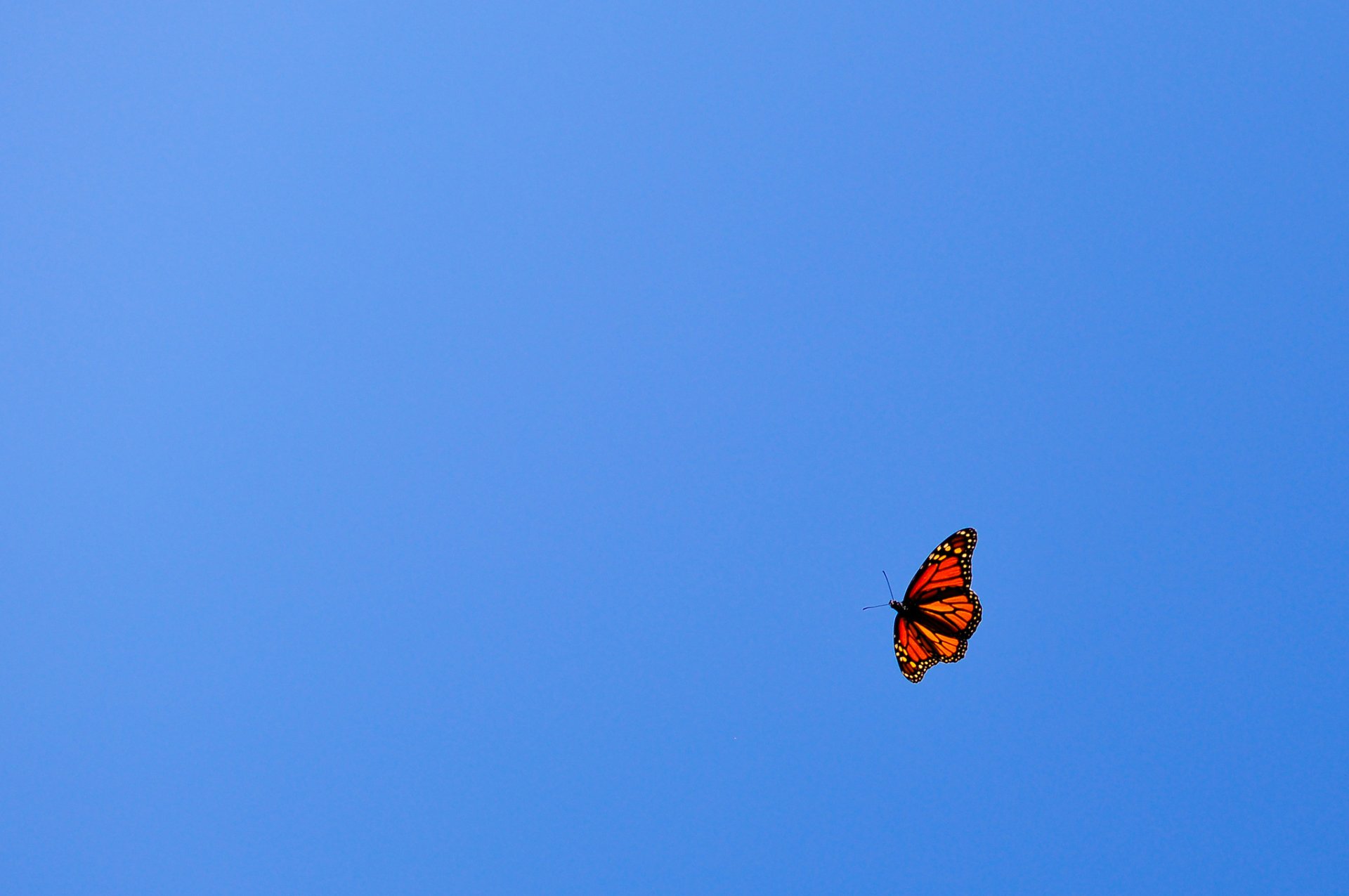 motyl pomarańczowy lot niebieski niebo minimalizm